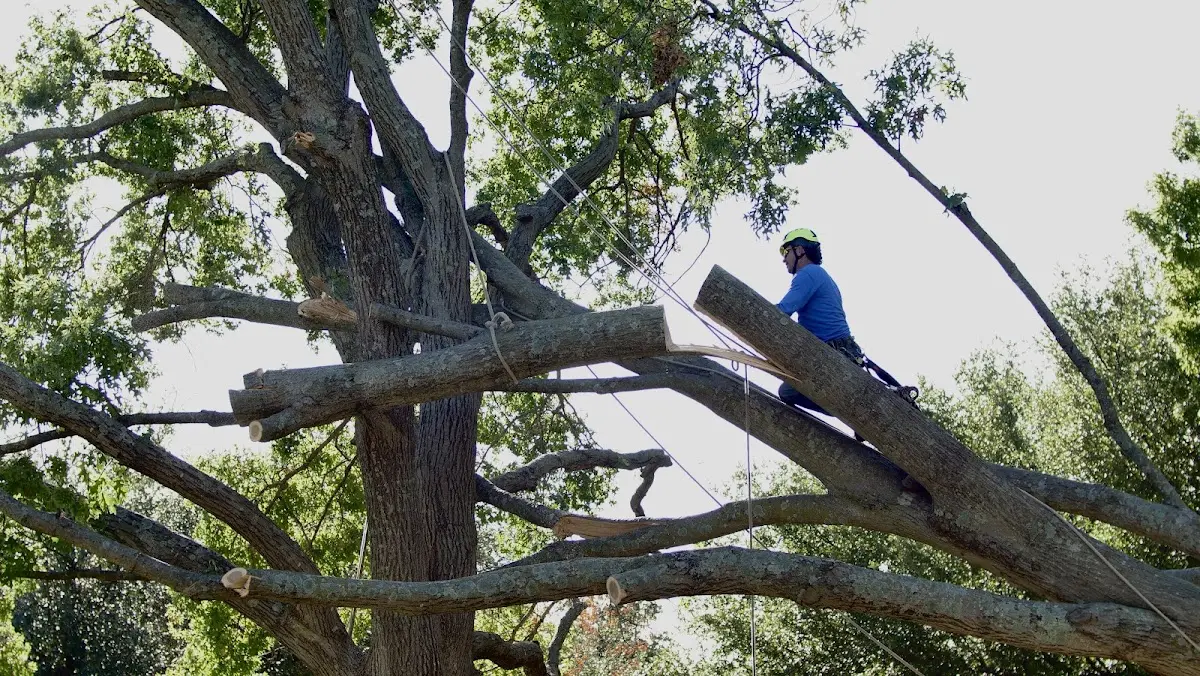 Professional Crown Thinning performed by certified arborists in Gypsum