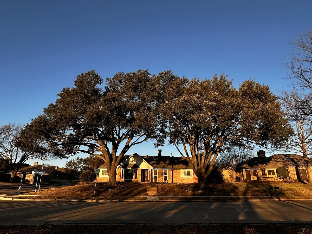 Established residential canopy tree shading a home in Gypsum
